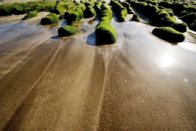 Green Algae Seaside - 上的免费照片