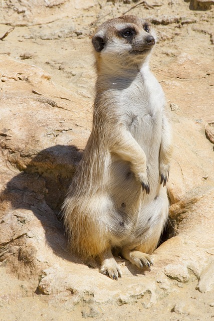 Suricate 当心 注意 - 上的免费照片