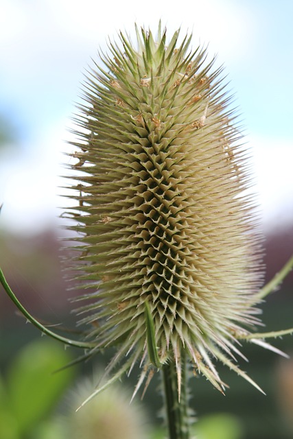 Teasel 续断 植物 - 上的免费照片