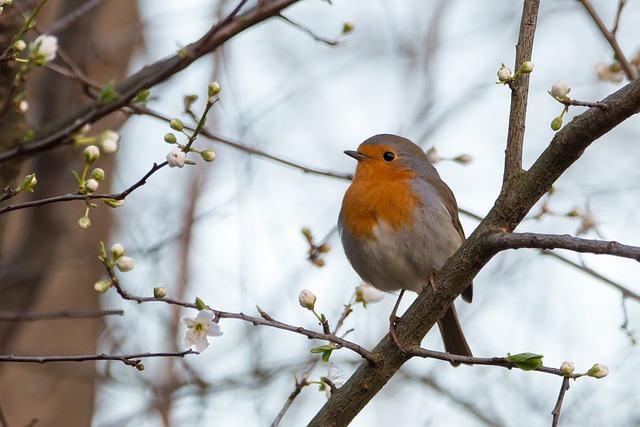 知更鸟 Erithacus Rubecula 鸣禽 - 上的免费照片