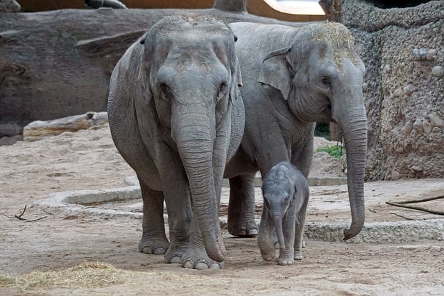 亚洲象 幼兽 哺乳动物 - 上的免费照片