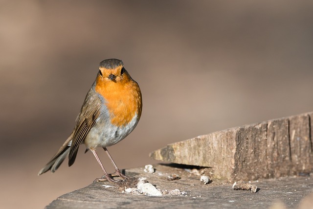 知更鸟 鸟 Erithacus Rubecula - 上的免费照片