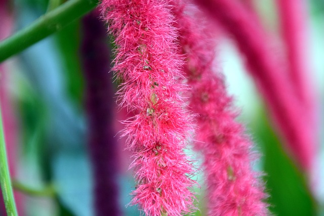 香蒲 Acalypha 刚毛 开花 - 上的免费照片