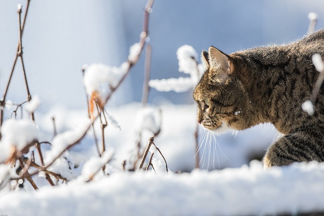 猫 冬天 雪 - 上的免费照片