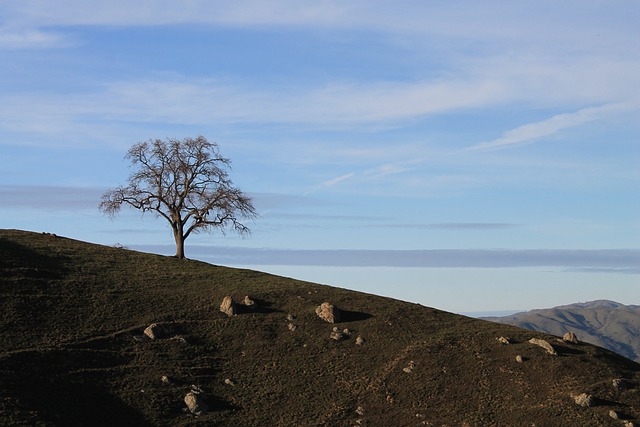 加利福尼亚州 丘陵 树 - 上的免费照片