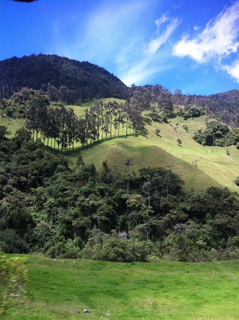 景观 Cocora谷 旅行 - 上的免费照片