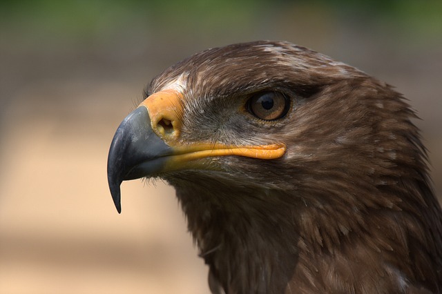草原鹰 鹰 鸟 - 上的免费照片