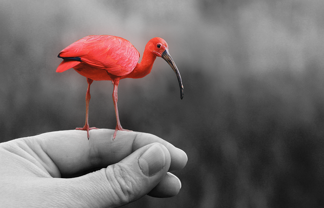 动物 鸟 粉色的 - 上的免费照片
