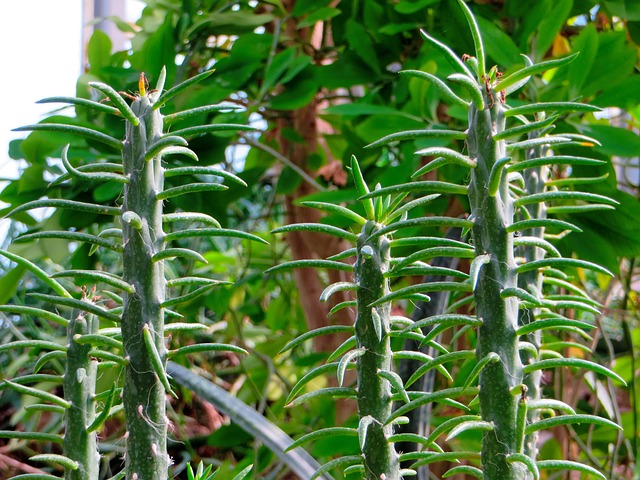 大戟属植物 蜡烛 油腻植物 - 上的免费照片