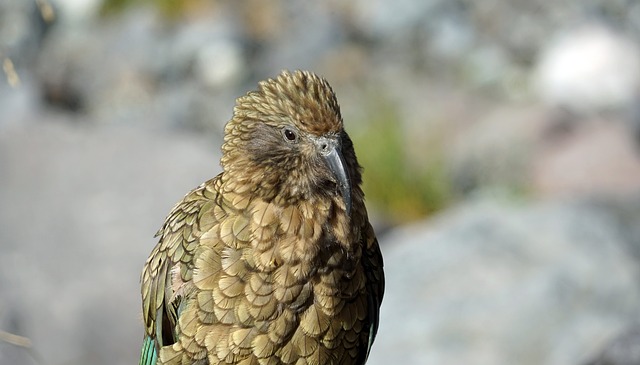 Kea 头 鹦鹉山 - 上的免费照片