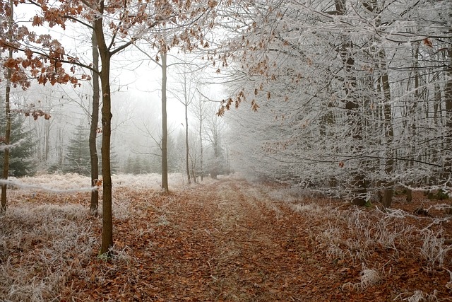 森林 小路 雪 - 上的免费照片