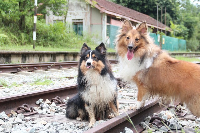 设得兰群岛牧羊犬 渥太华轻铁轨道 Shelties - 上的免费照片