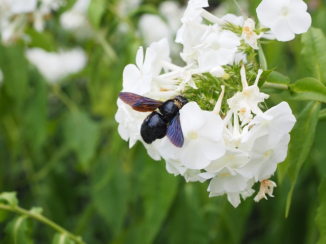 蓝色的大木蜜蜂 蓝色的是黑的木蜜蜂 紫翅膀木蜜蜂 - 上的免费照片