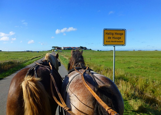 Hallig 霍格 北海 马匹 - 上的免费照片