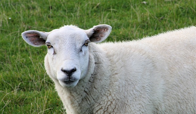羊 羊脸 - 上的免费照片