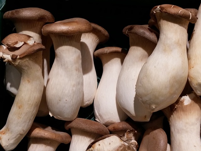 蘑菇 蔬菜 森林 - 上的免费照片