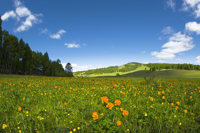 春天 鲜花 草地 - 上的免费照片