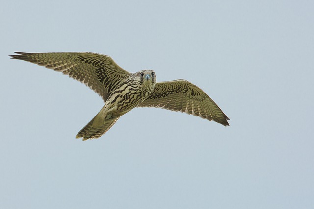 鸟 访问当地Peregrine 飞行 - 上的免费照片