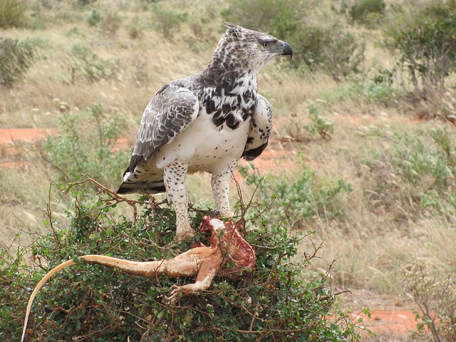 猛禽 鹰 非洲 - 上的免费照片