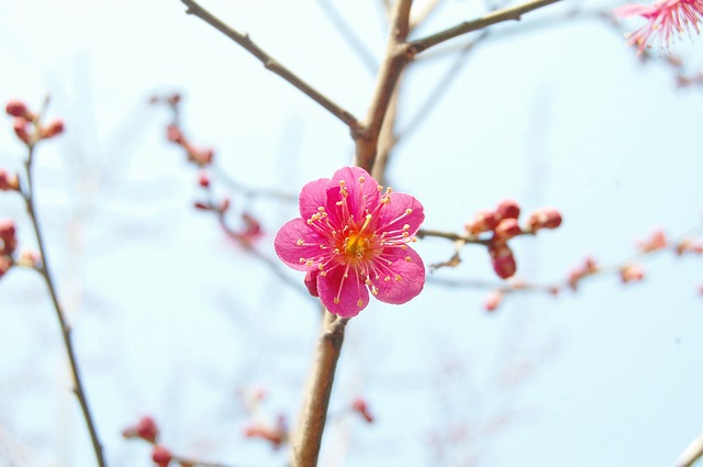 红梅 梅花 春天的花朵 - 上的免费照片