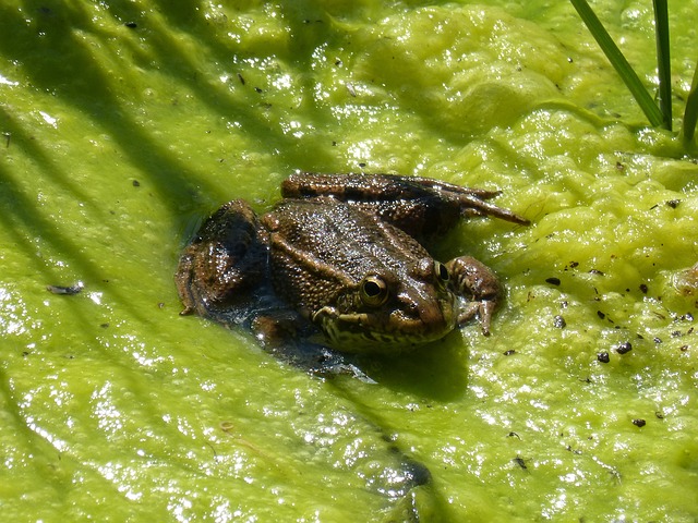 青蛙 藻类 池塘 - 上的免费照片