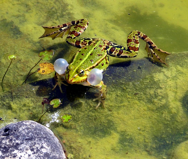 青蛙 交配的季节 春天 - 上的免费照片