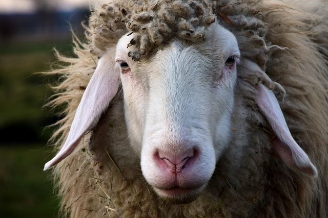 羊 头 羊头 - 上的免费照片