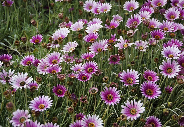 花朵 自然 春天 - 上的免费照片