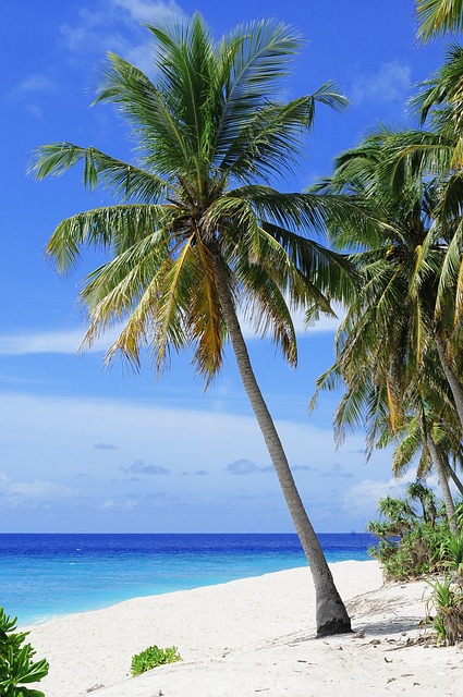 海滩 棕榈树 海 - 上的免费照片