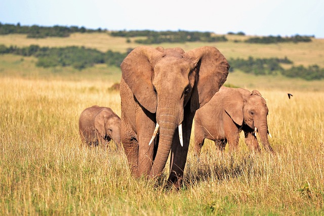 大象 象牙 树干 - 上的免费照片