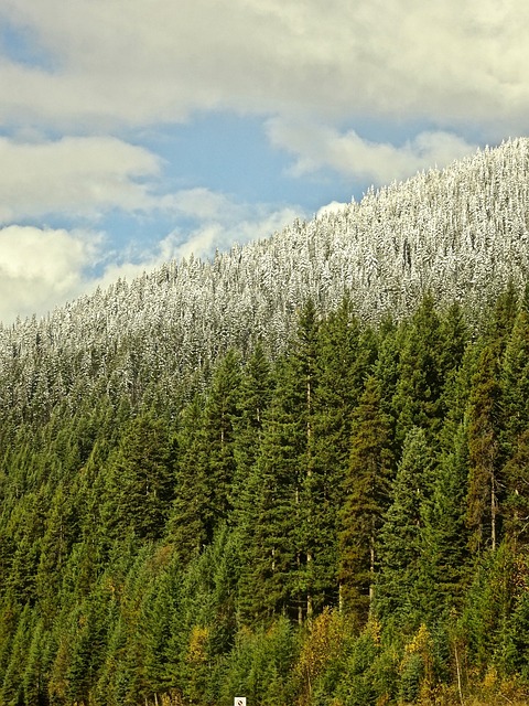 森林 雪线 景观 - 上的免费照片