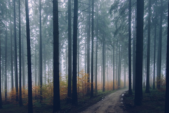 森林 小路 针叶树 - 上的免费照片