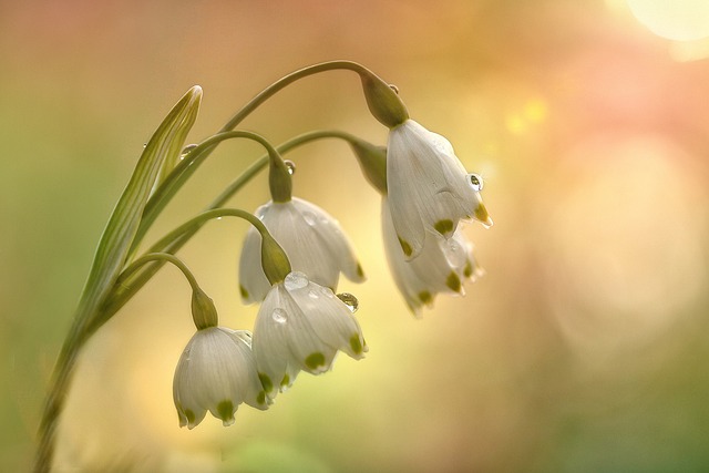 Fruehlingsknotenblume 春天 花 - 上的免费照片