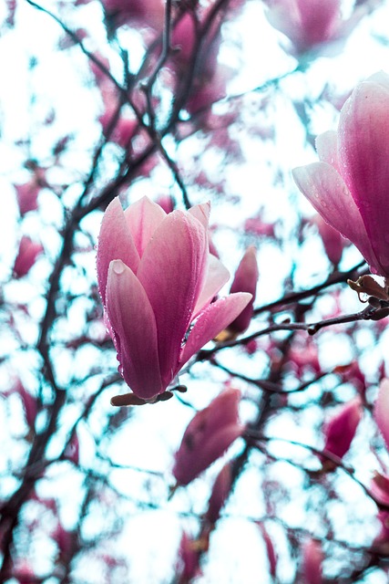 玉兰 盛开 春天 - 上的免费照片