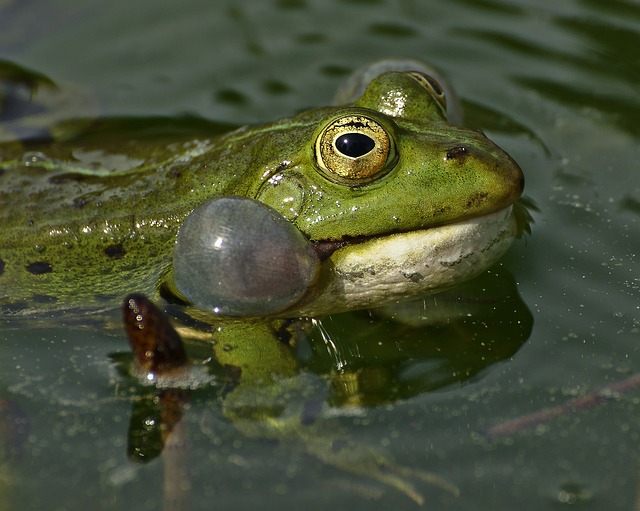 青蛙 湖 池塘 - 上的免费照片