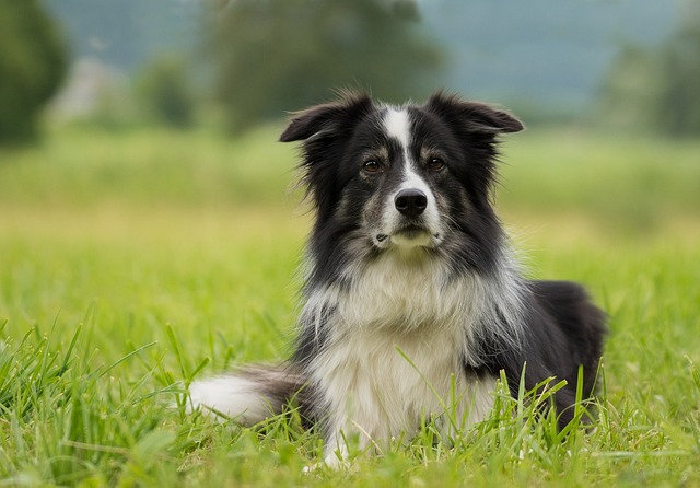 边境牧羊犬 狗 牧羊犬 - 上的免费照片