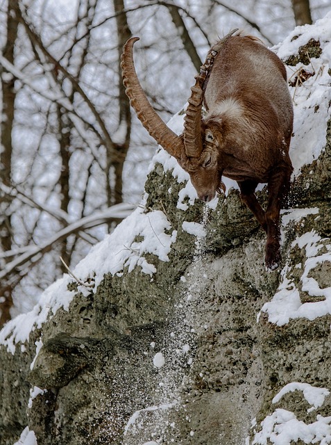 摩羯座 高山 Ibex 山羊一样的 - 上的免费照片