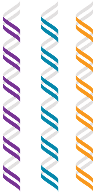 Z-Dna 左手的双螺旋 - 免费矢量图形