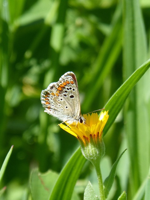 蝴蝶 Aricia Cramera 布鲁内特 - 上的免费照片