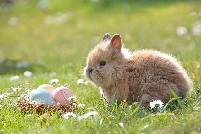 复活节 复活节兔子 蛋 - 上的免费照片