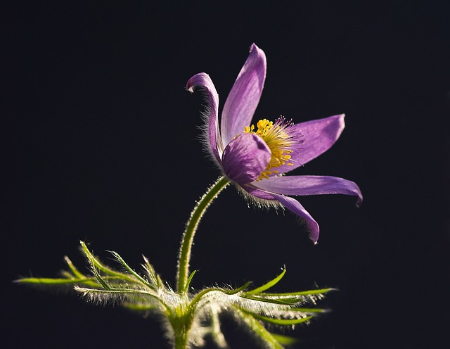 白蜡花 Pasque 花 - 上的免费照片