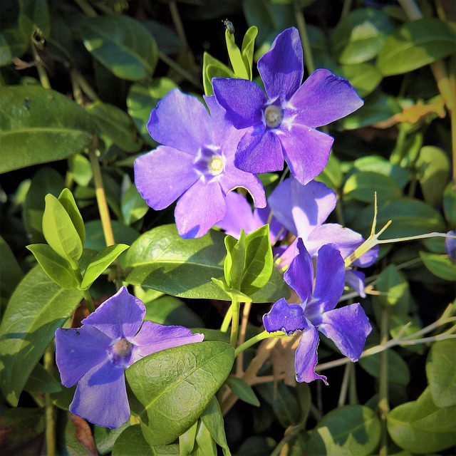 植物 常绿 长春花 - 上的免费照片