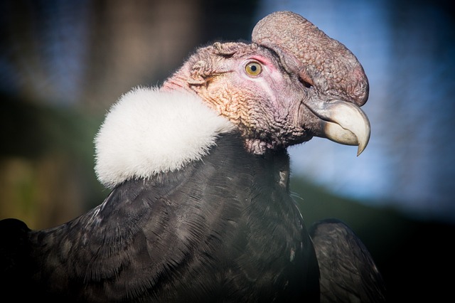 安第斯秃鹰 秃鹰 猛禽 - 上的免费照片