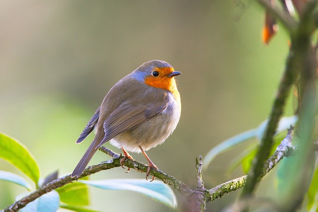 知更鸟 鸟 Erithacus Rubecula - 上的免费照片