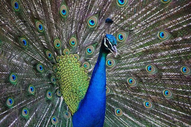 孔雀 鸟 羽毛 - 上的免费照片