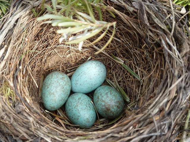 黑鸟 蛋 巢 - 上的免费照片