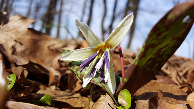 Erythronium犬窝点 狗牙紫 紫边的犬牙 - 上的免费照片