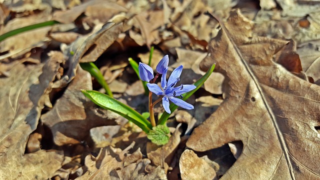 绵Bifolia 蓝色星星 绵 - 上的免费照片
