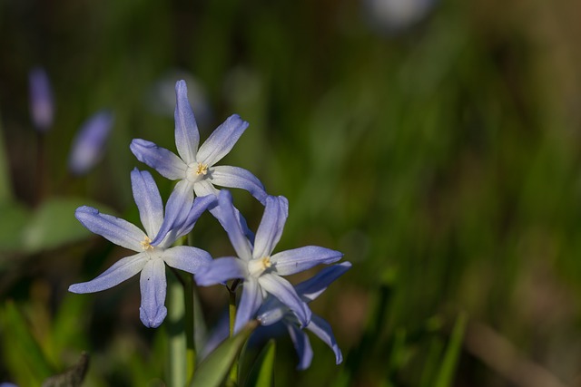 普通雪骄傲 Chionodoxa Luciliae 开花 - 上的免费照片