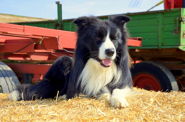 Boder牧羊犬 狗 牧羊犬 - 上的免费照片